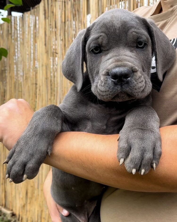 cane corso breeder canada