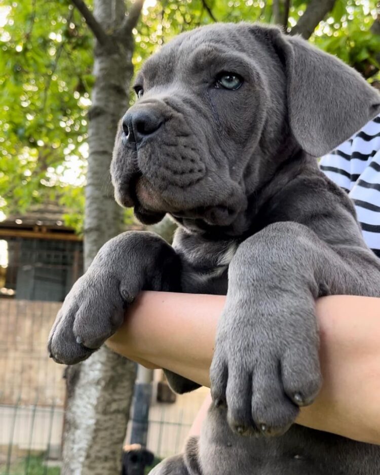 cane corso puppies for sale $700 near new jersey