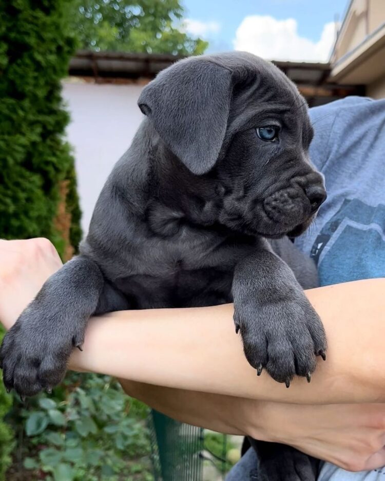 cane corso puppies for sale under $500 near me