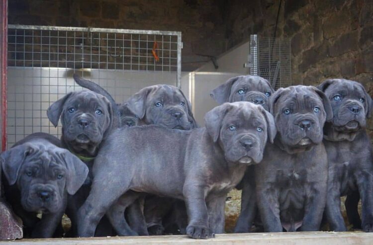 midnight cane corso usa