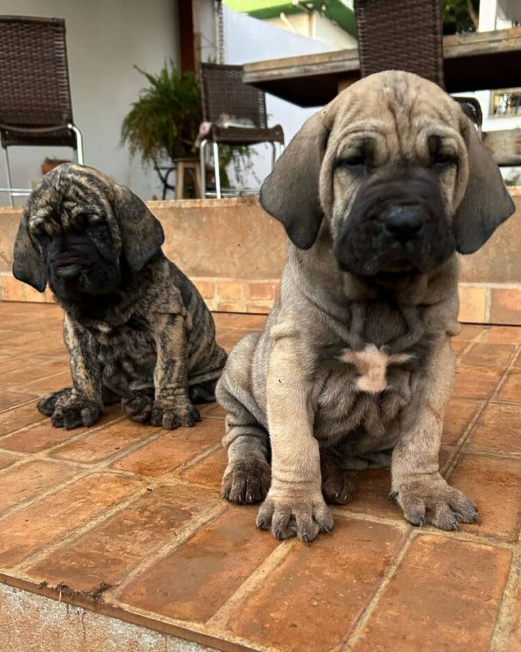 cane corso hunting