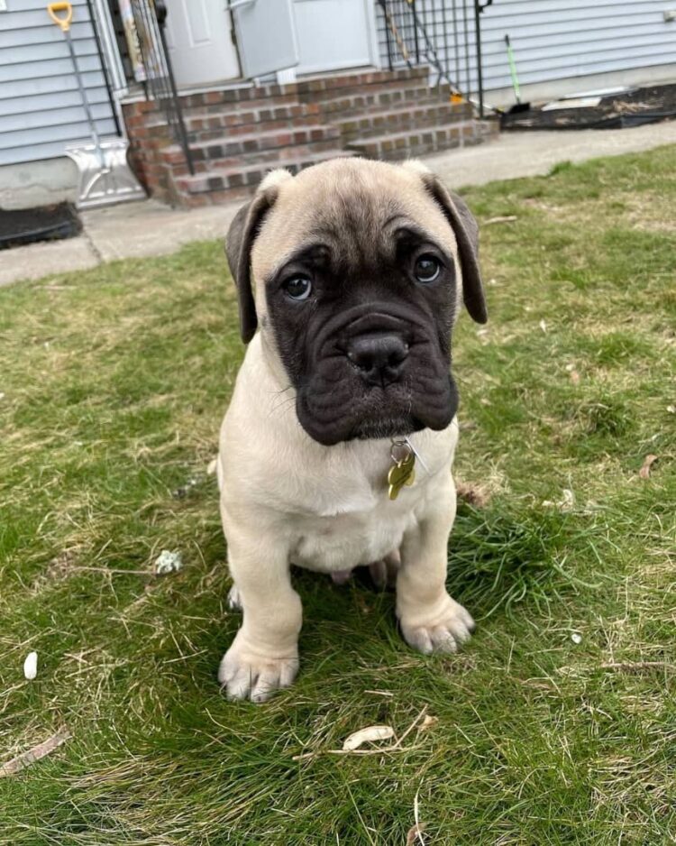 what is a good breed to mix with cane corso: 