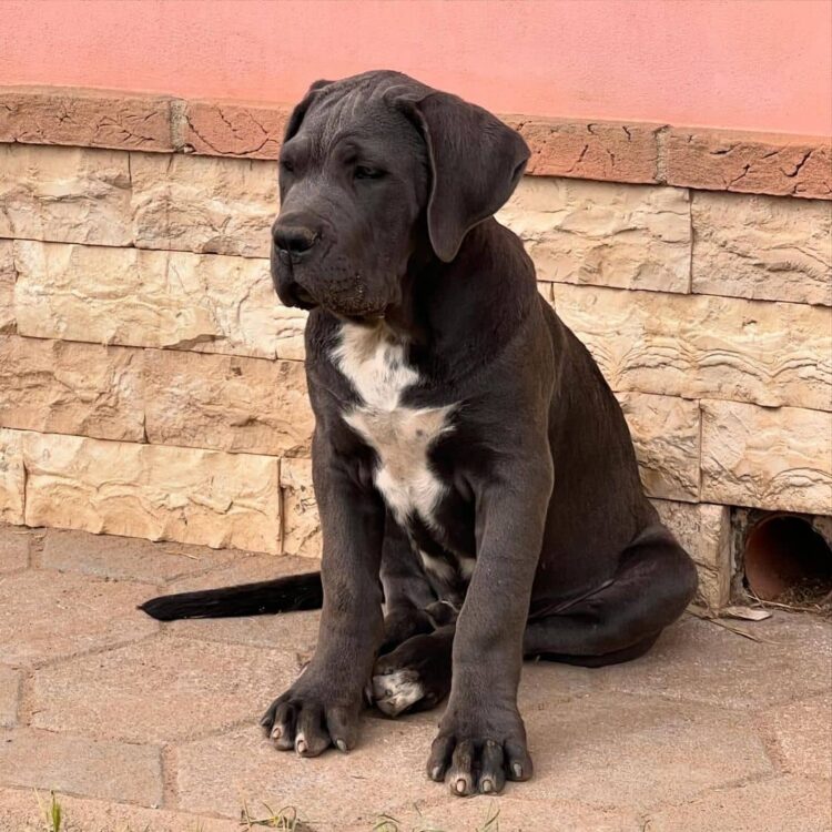 how big does a cane corso pitbull mix get