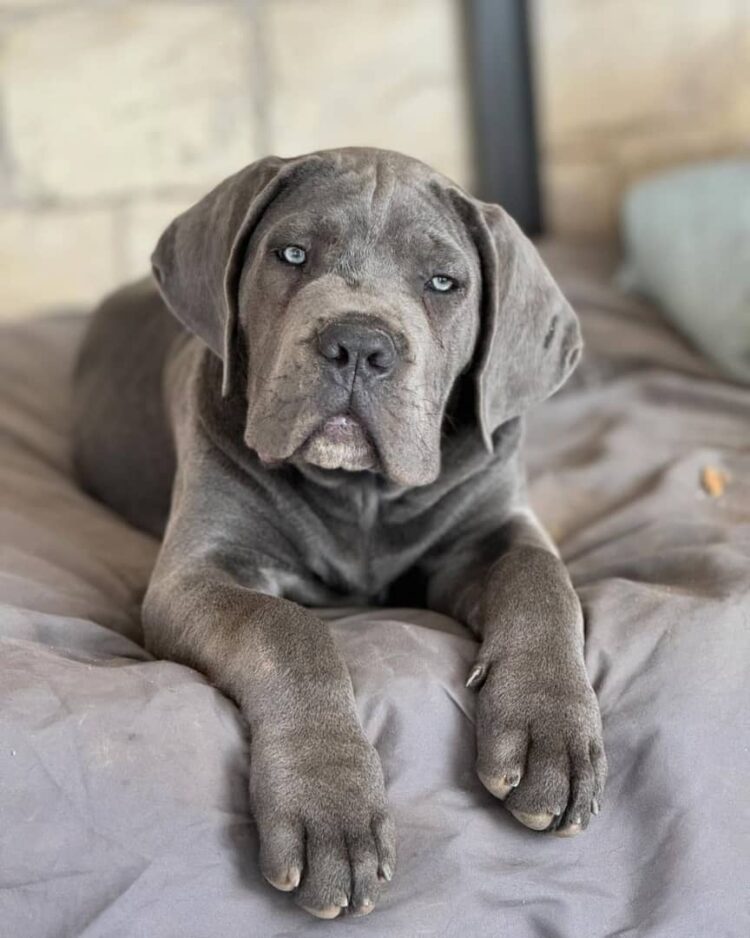 are cane corso hunting dogs