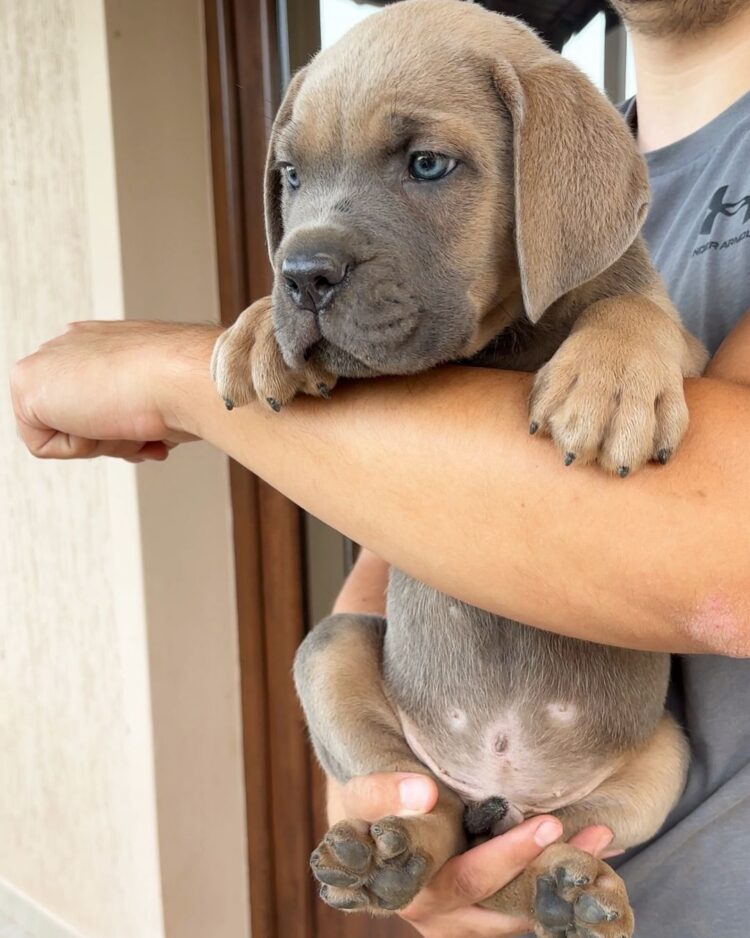 how big will a cane corso pitbull mix get