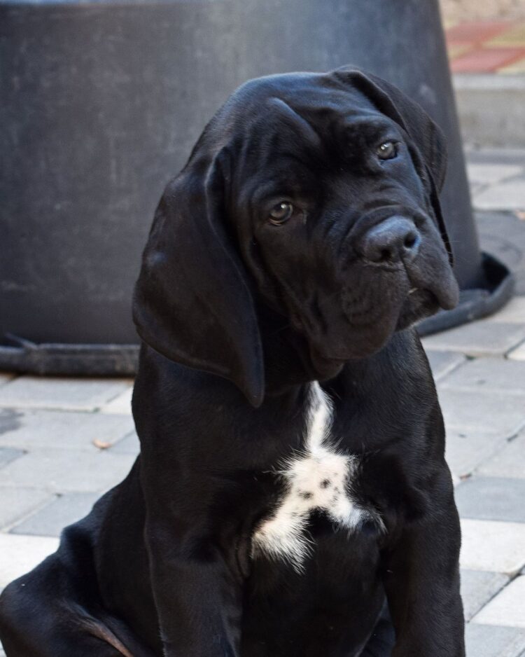 are cane corso good for hiking