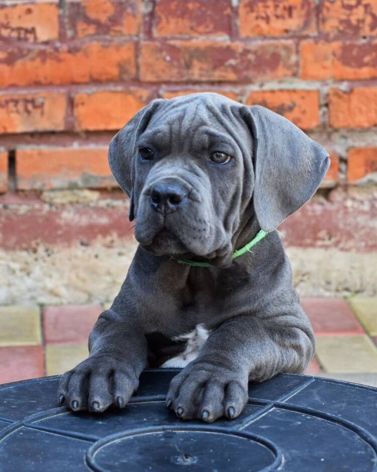 cane corso hunting wild boar