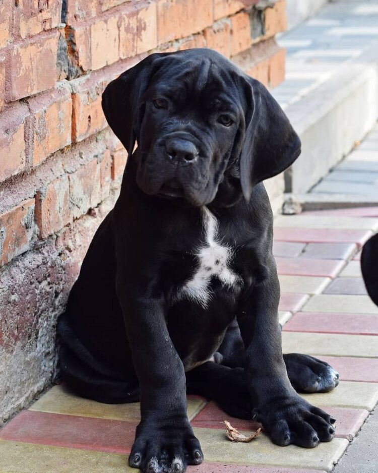 are cane corso good swimmers