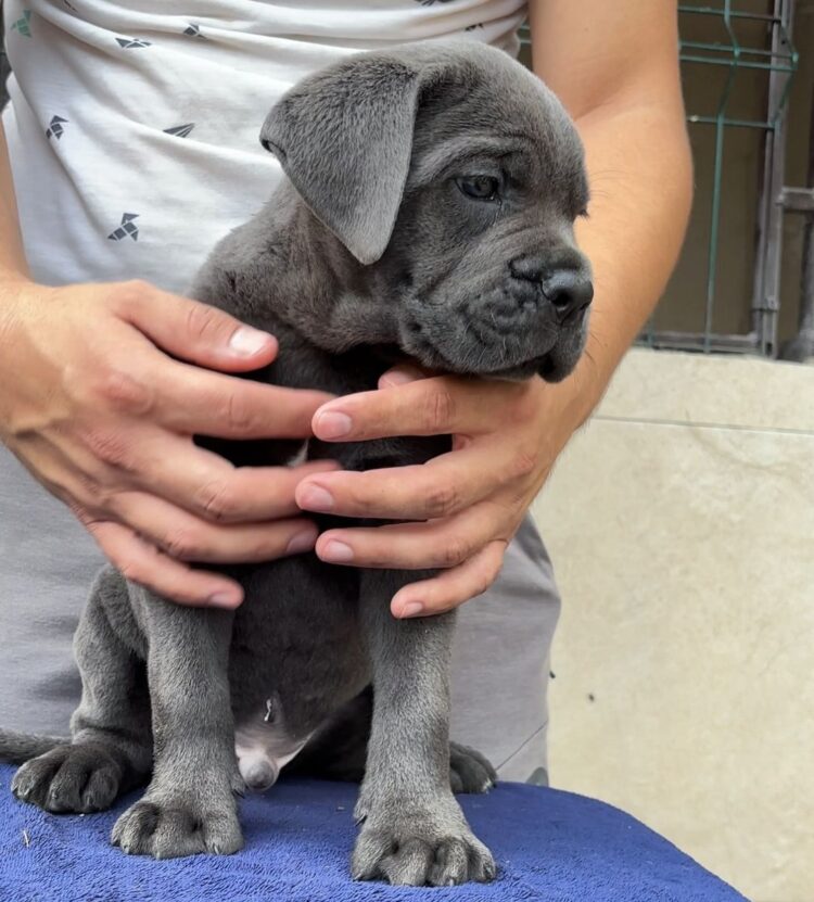 are cane corso good with babies