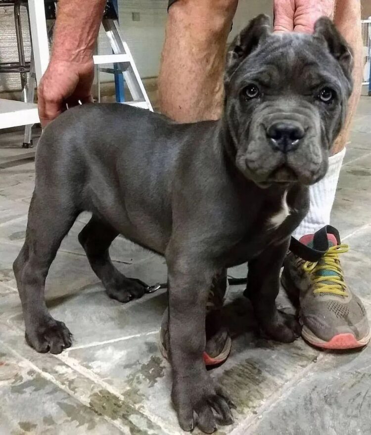 are cane corso good apartment dogs