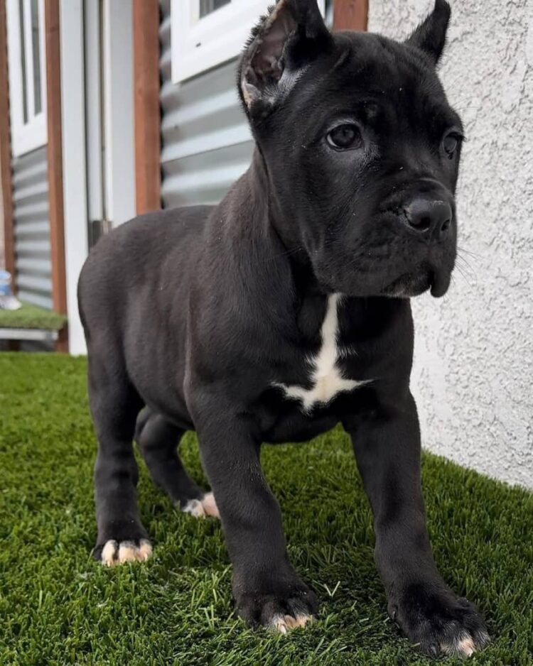 are cane corso good pets