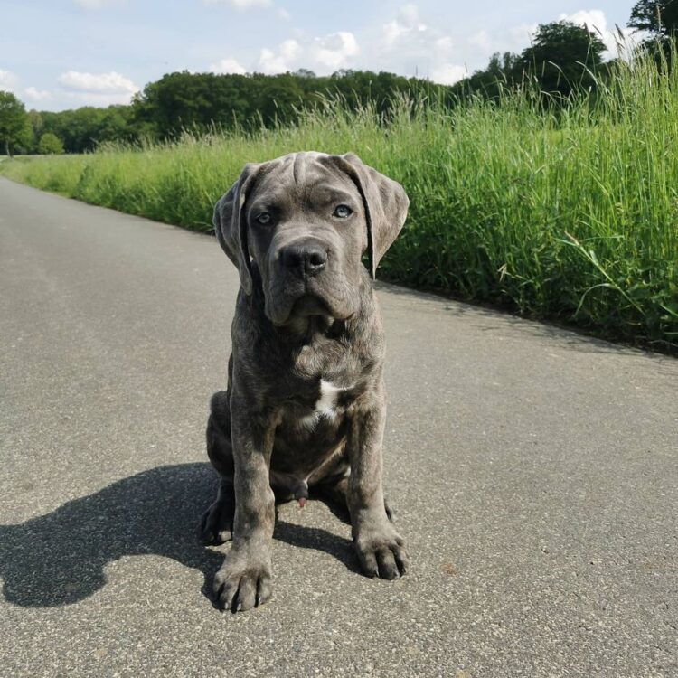 are cane corso good with small dogs