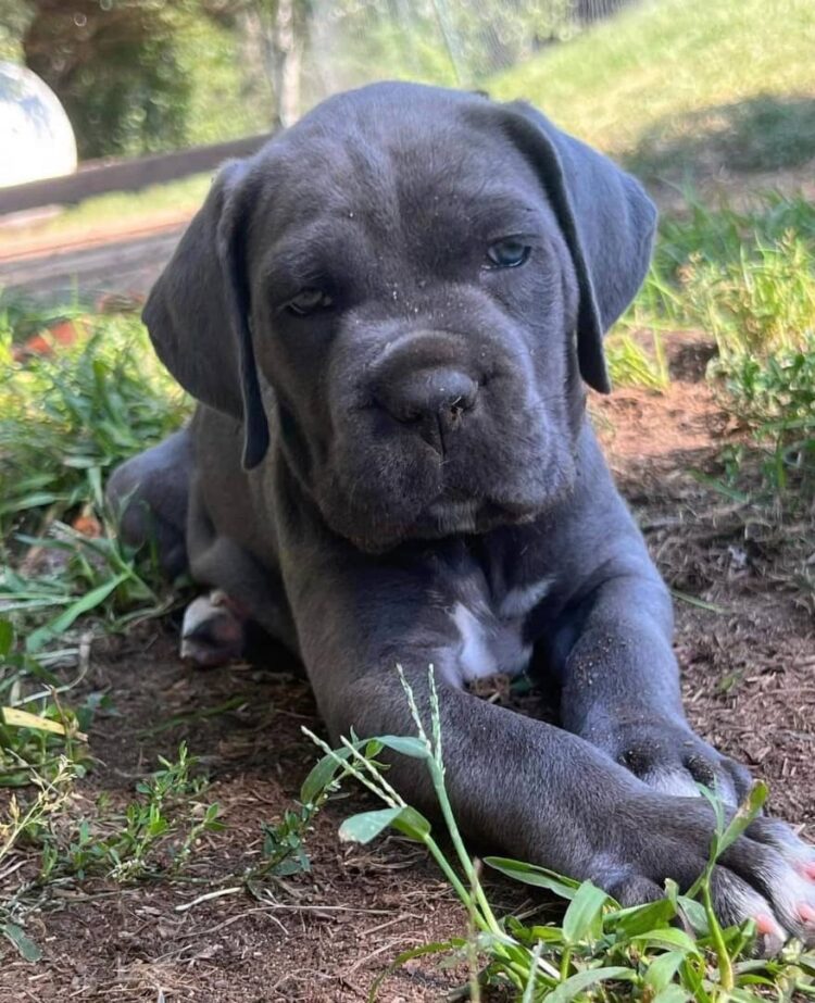 are cane corso good with children