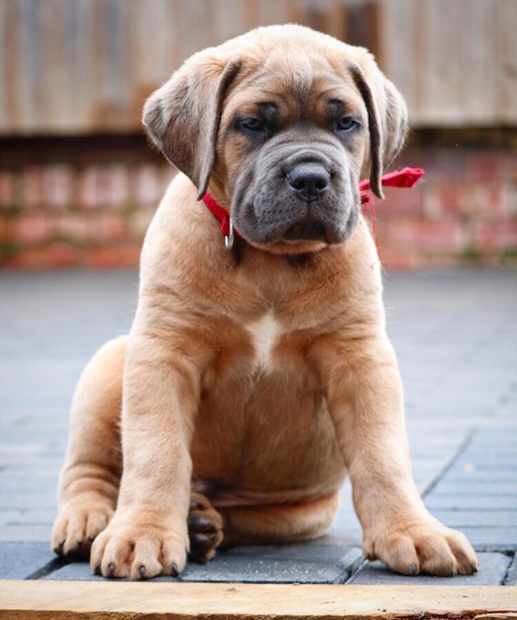 are cane corso good protection dogs