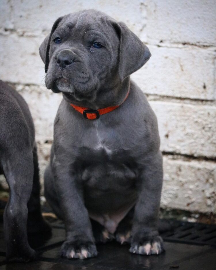 are cane corso good service dogs