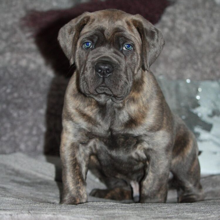 are cane corso good with family