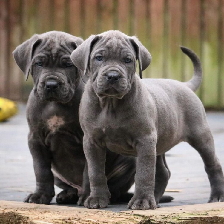 are cane corso good with cats