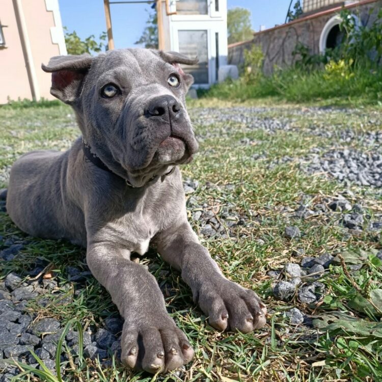 are cane corso good dogs