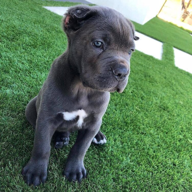 cane corso puppies for sale ohio under $500